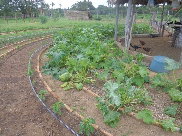 Dedé Marinho  apoia projeto de Produção Agroecológica Integrada e Sustentável  - Imagem 5
