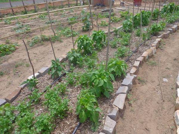 Dedé Marinho  apoia projeto de Produção Agroecológica Integrada e Sustentável  - Imagem 16