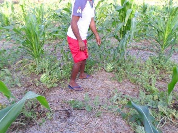 Empreendedorismo: Famílias lucram como cultivo de hortaliças na zona rural de Batalhaâ€ - Imagem 6