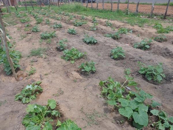 Dedé Marinho  apoia projeto de Produção Agroecológica Integrada e Sustentável  - Imagem 15
