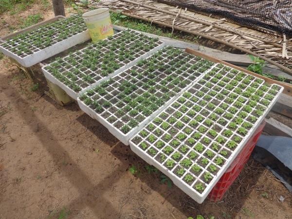 Dedé Marinho  apoia projeto de Produção Agroecológica Integrada e Sustentável  - Imagem 13