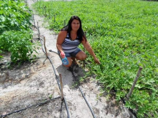 Empreendedorismo: Famílias lucram como cultivo de hortaliças na zona rural de Batalhaâ€ - Imagem 12