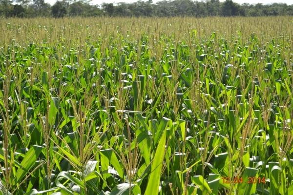 Boa Hora se torna um dos grandes produtores de soja do Piauí - Imagem 60