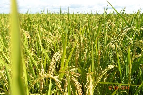 Boa Hora se torna um dos grandes produtores de soja do Piauí - Imagem 55