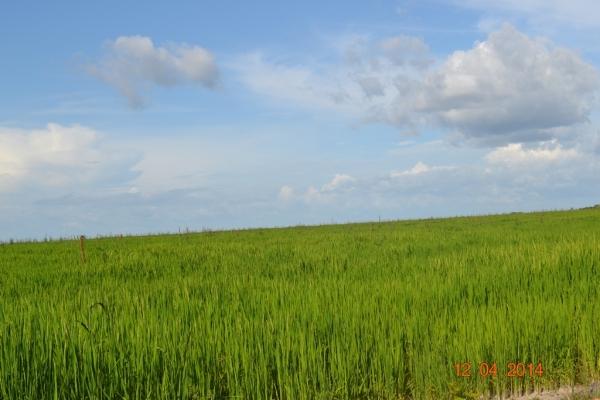 Boa Hora se torna um dos grandes produtores de soja do Piauí - Imagem 35