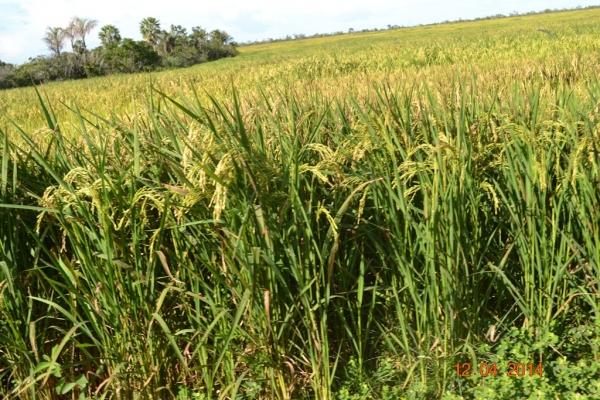 Boa Hora se torna um dos grandes produtores de soja do Piauí - Imagem 25
