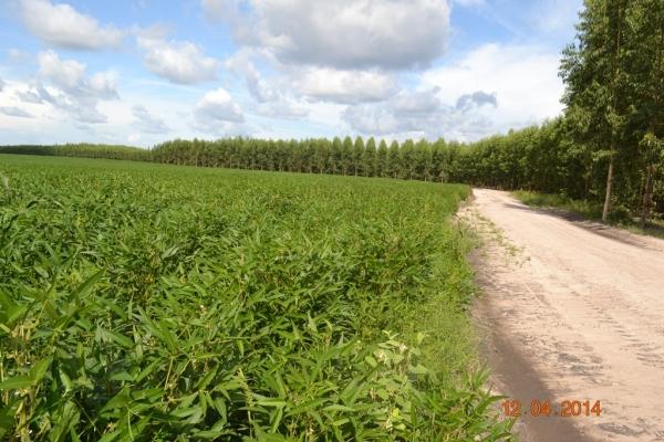Boa Hora se torna um dos grandes produtores de soja do Piauí - Imagem 81