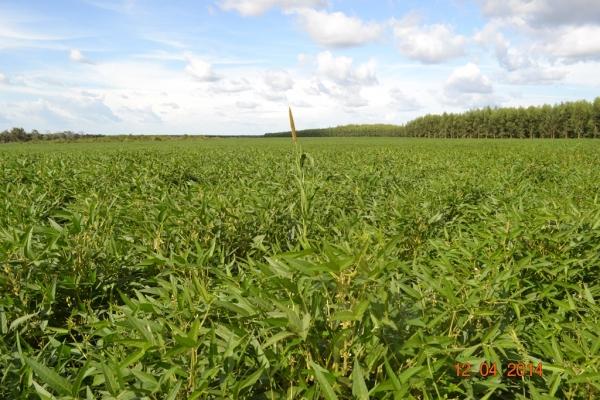 Boa Hora se torna um dos grandes produtores de soja do Piauí - Imagem 83