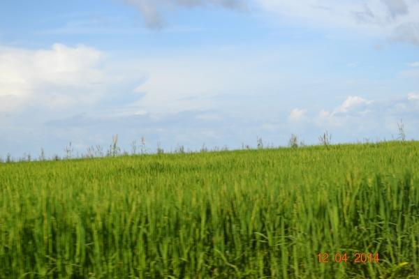 Boa Hora se torna um dos grandes produtores de soja do Piauí - Imagem 39