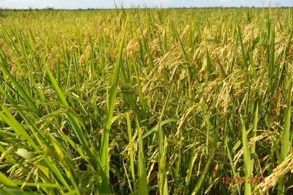 Boa Hora se torna um dos grandes produtores de soja do Piauí - Imagem 29