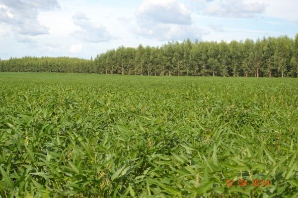 Boa Hora se torna um dos grandes produtores de soja do Piauí - Imagem 79