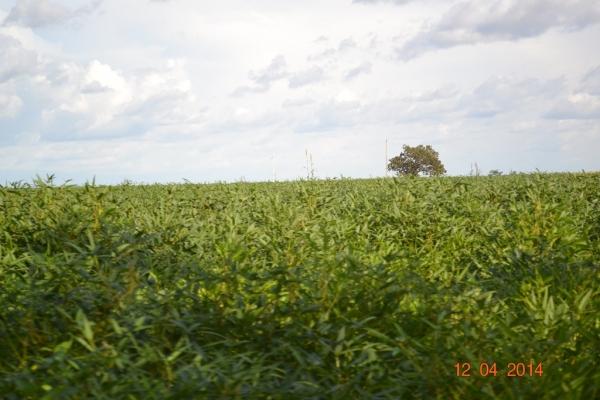 Boa Hora se torna um dos grandes produtores de soja do Piauí - Imagem 72