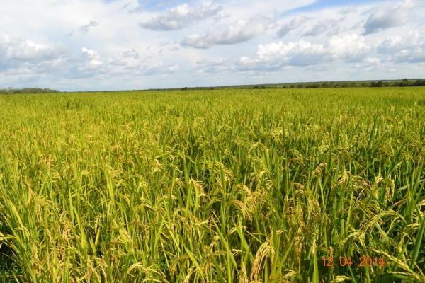 Boa Hora se torna um dos grandes produtores de soja do Piauí - Imagem 54