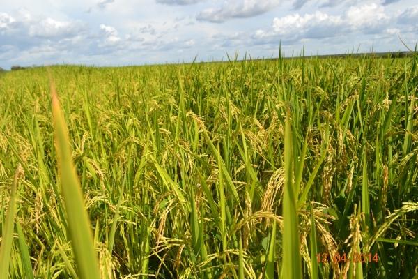 Boa Hora se torna um dos grandes produtores de soja do Piauí - Imagem 56