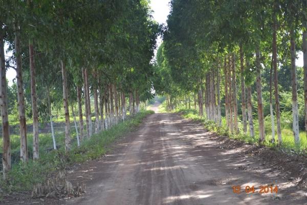 Boa Hora se torna um dos grandes produtores de soja do Piauí - Imagem 6