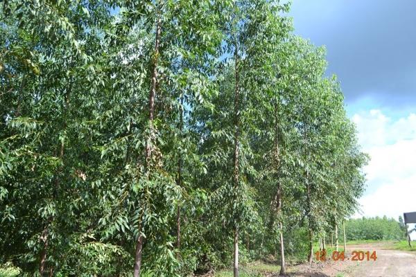 Boa Hora se torna um dos grandes produtores de soja do Piauí - Imagem 86