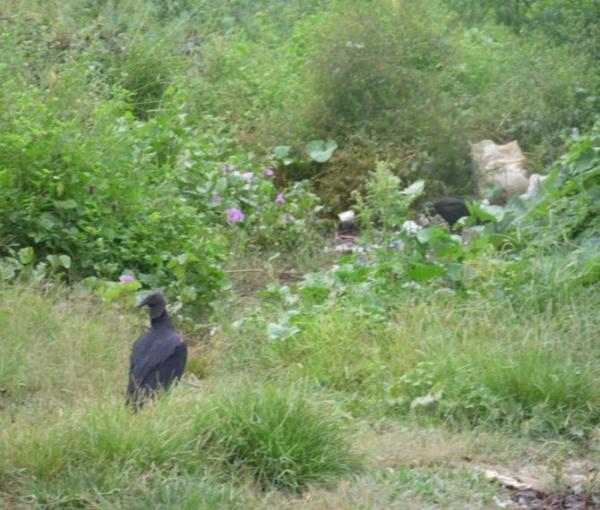 Animais mortos e lixo causam mau cheiro em rua do Bairro Matadouro, denunciam moradores - Imagem 2