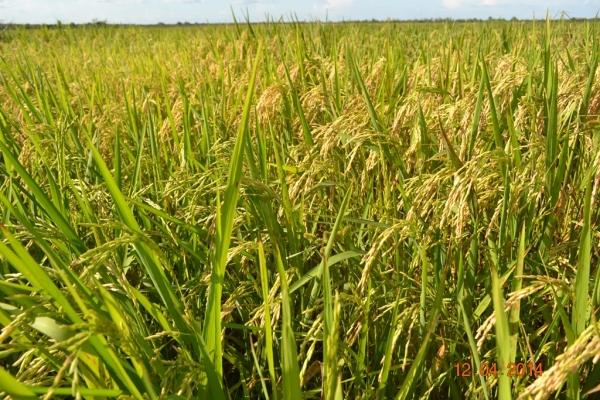 Boa Hora se torna um dos grandes produtores de soja do Piauí - Imagem 30
