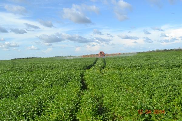 Boa Hora se torna um dos grandes produtores de soja do Piauí - Imagem 41