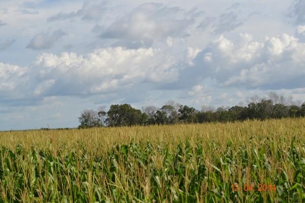 Boa Hora se torna um dos grandes produtores de soja do Piauí - Imagem 64