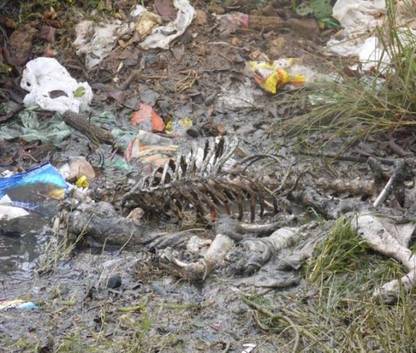 Animais mortos e lixo causam mau cheiro em rua do Bairro Matadouro, denunciam moradores - Imagem 4