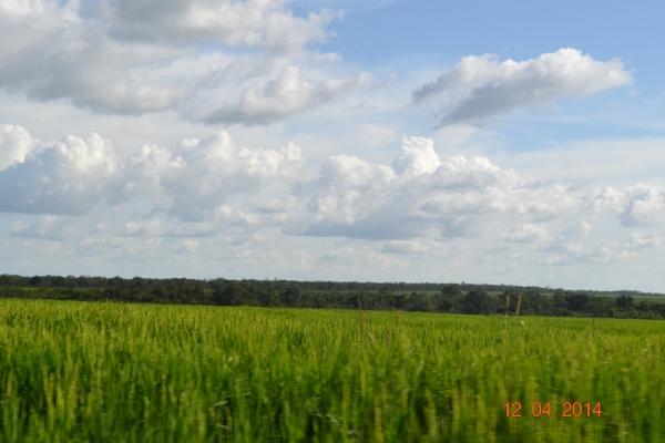 Boa Hora se torna um dos grandes produtores de soja do Piauí - Imagem 34
