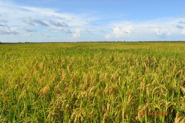 Boa Hora se torna um dos grandes produtores de soja do Piauí - Imagem 28