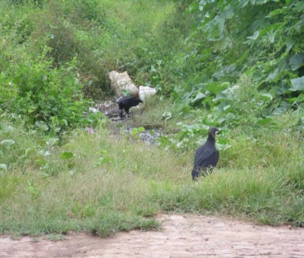 Animais mortos e lixo causam mau cheiro em rua do Bairro Matadouro, denunciam moradores - Imagem 1