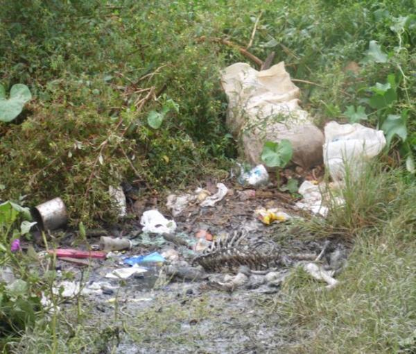 Animais mortos e lixo causam mau cheiro em rua do Bairro Matadouro, denunciam moradores - Imagem 3