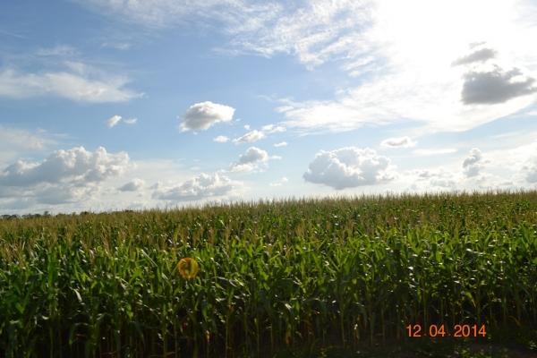 Boa Hora se torna um dos grandes produtores de soja do Piauí - Imagem 20