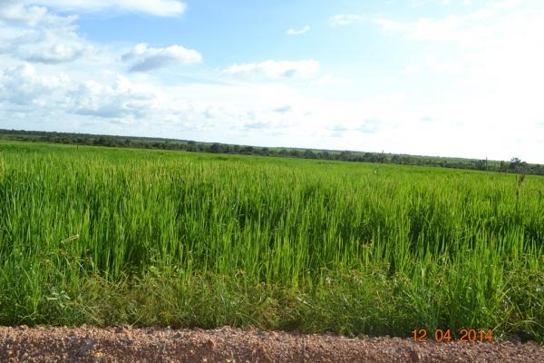 Boa Hora se torna um dos grandes produtores de soja do Piauí - Imagem 37