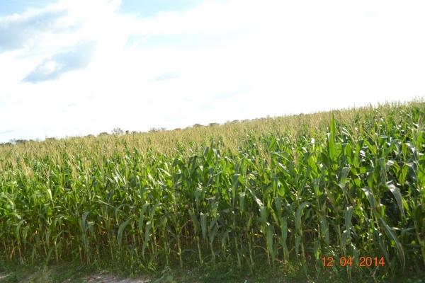 Boa Hora se torna um dos grandes produtores de soja do Piauí - Imagem 22
