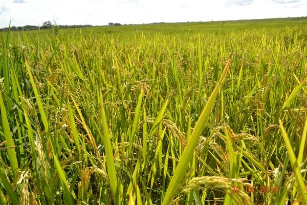Boa Hora se torna um dos grandes produtores de soja do Piauí - Imagem 52