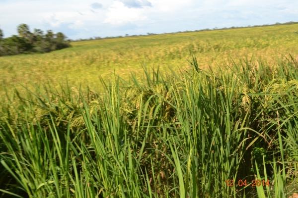 Boa Hora se torna um dos grandes produtores de soja do Piauí - Imagem 26
