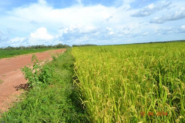 Boa Hora se torna um dos grandes produtores de soja do Piauí - Imagem 53