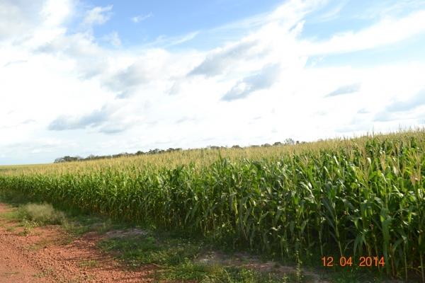 Boa Hora se torna um dos grandes produtores de soja do Piauí - Imagem 21