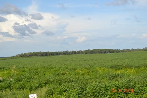 Boa Hora se torna um dos grandes produtores de soja do Piauí - Imagem 66