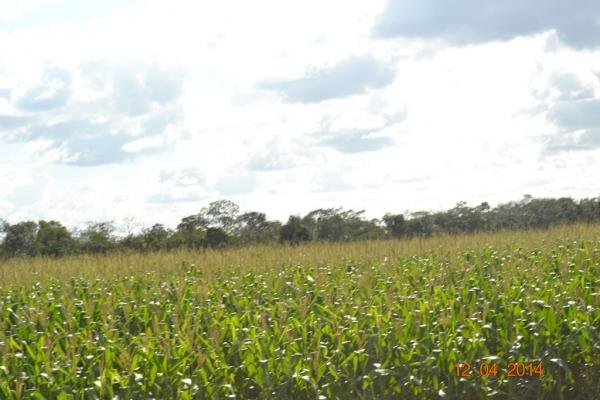 Boa Hora se torna um dos grandes produtores de soja do Piauí - Imagem 65
