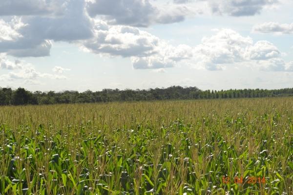 Boa Hora se torna um dos grandes produtores de soja do Piauí - Imagem 62