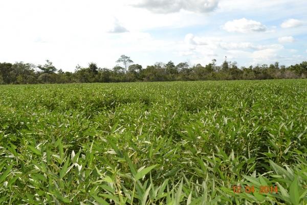 Boa Hora se torna um dos grandes produtores de soja do Piauí - Imagem 80