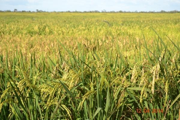 Boa Hora se torna um dos grandes produtores de soja do Piauí - Imagem 23