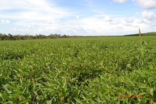 Boa Hora se torna um dos grandes produtores de soja do Piauí - Imagem 84