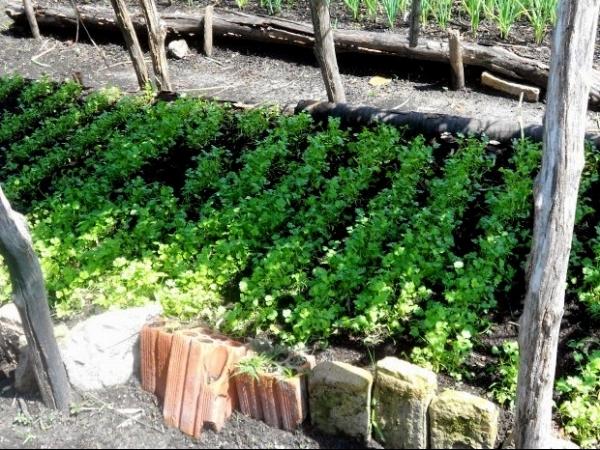 Curso de Horticultor Orgânico beneficia moradores - Imagem 2