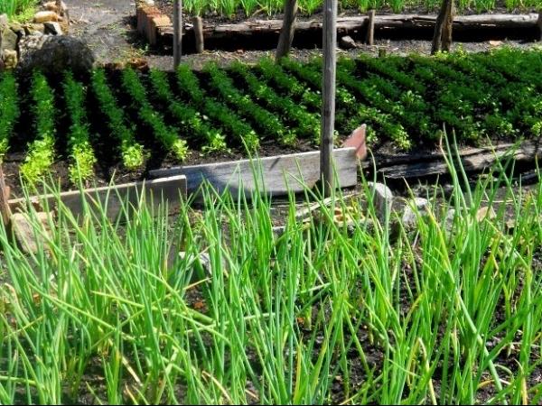 Curso de Horticultor Orgânico beneficia moradores - Imagem 3