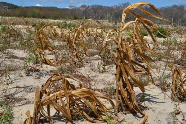 Falta de chuva prejudica plantação e pecuária em Pimenteiras - Imagem 2