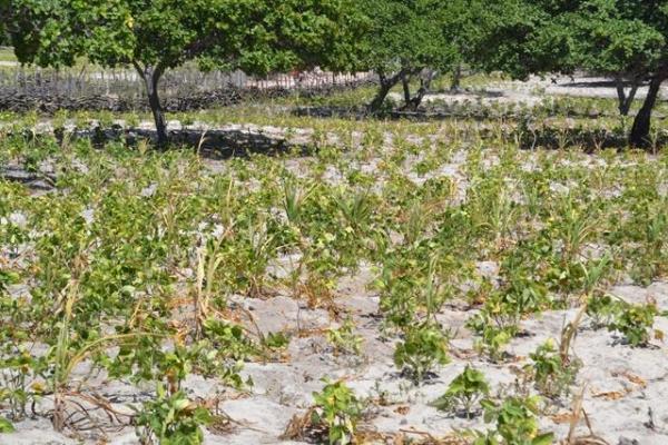 Falta de chuva prejudica plantação e pecuária em Pimenteiras - Imagem 1
