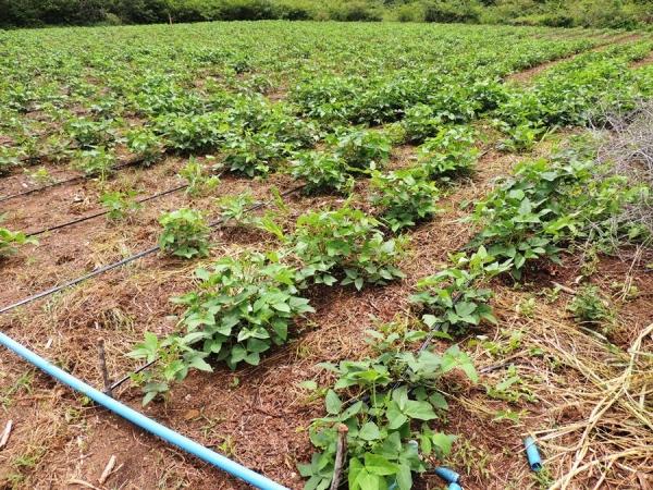 Dia de Campo mostra a importância dos produtos biofortificados - Imagem 13