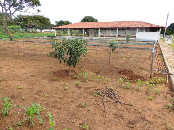 Dia de Campo mostra a importância dos produtos biofortificados - Imagem 10