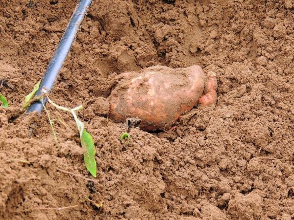 Dia de Campo mostra a importância dos produtos biofortificados - Imagem 18
