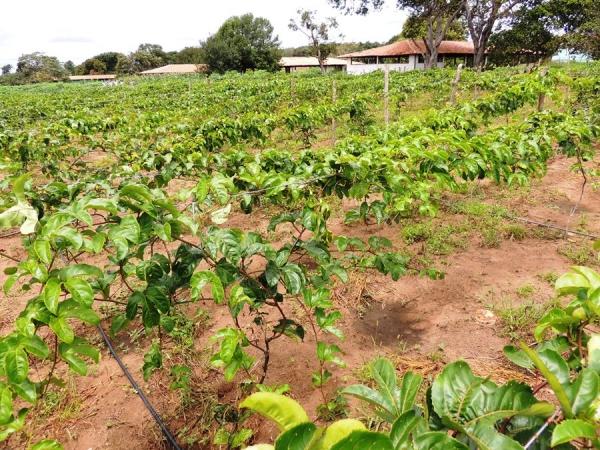 Dia de Campo mostra a importância dos produtos biofortificados - Imagem 15